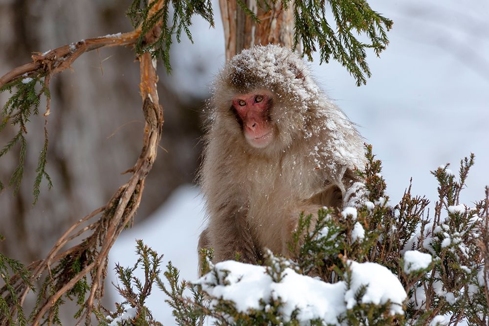 Japan-Nagano An adult Japanese snow monkey sits in a cedar tree